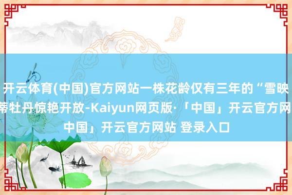 开云体育(中国)官方网站一株花龄仅有三年的“雪映桃花”三并蒂牡丹惊艳开放-Kaiyun网页版·「中国」开云官方网站 登录入口
